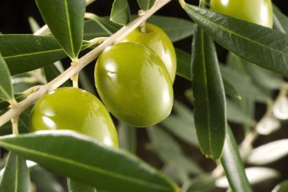 Domenica 22 Giugno MERENDA NELL’OLIVETA 2025 – L’olio che unisce