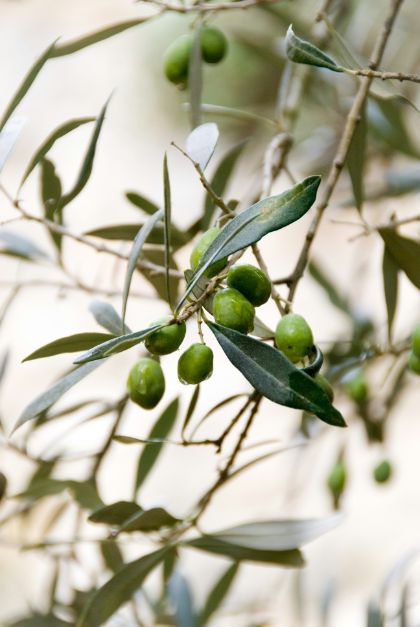 Andar per frantoi e mercatini: un filo d'olio sul piatto Andar per frantoi e mercatini: un filo d'olio sul piatto