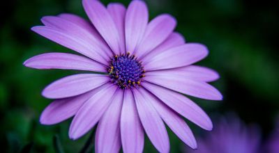 Fiore