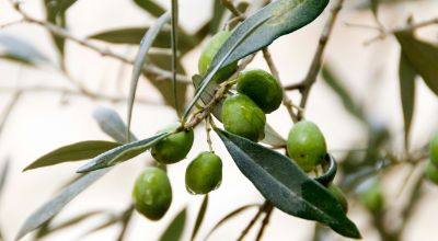Olive
